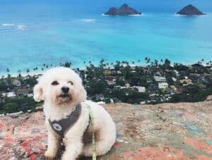 dog is posing at the lanikai pillboxes hike in kailua in a dog friendly vacation in hawaii