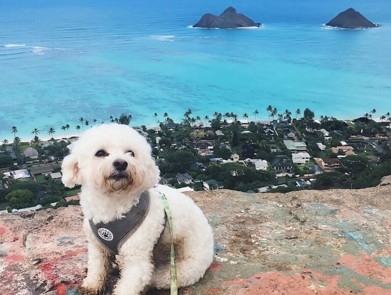 15 Best DogFriendly Vacation Destinations in Hawaii