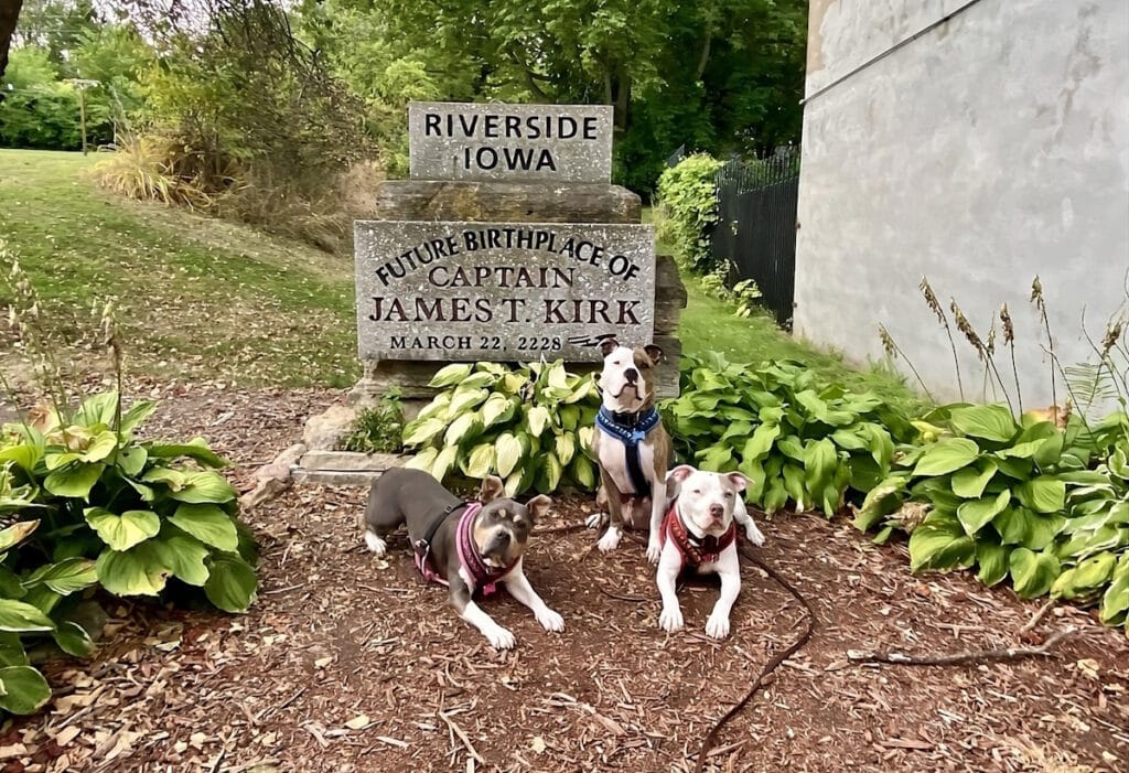 dogs are posing at the riverside in a dog friendly vacation in lowa