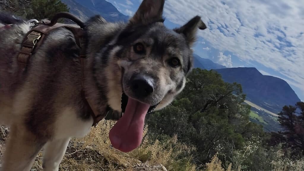 husking is having fun at the cedaredge in a dog friendly vacation in colorado