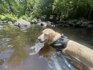 labrador is having fun at the devils popyard state park in east haddam in a dog friendly vacation in connecticut