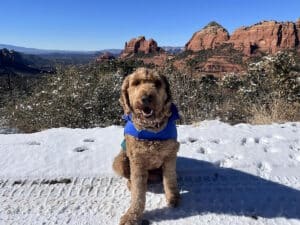 terrier is posing at the arizona safari jeep tours in sedona in a dog friendly vacation