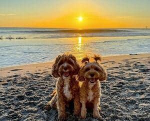 terriers are posing at the delaware seashore state park in rehoboth beach in a dog friendly vacation