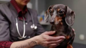 vet checking dachshunds stomach